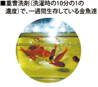 重曹洗剤（洗濯時の10分の1の濃度）で、一週間生存している金魚たち